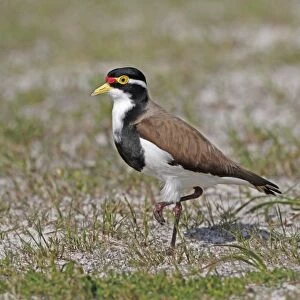 Banded Lapwing (Vanellus tricolor) adult, standing in sandy meadow with sparce grass, Western Australia, Australia, october