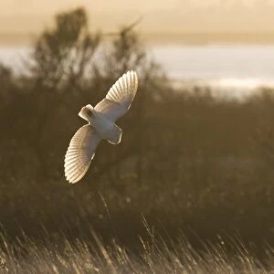Barn Owl (Tyto alba) adult, in flight, swooping down on prey, hunting over rough grassland at sunrise, Isle of Sheppey