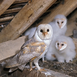 Barn Owl (Tyto alba) adult, at nest with young, in barn, England