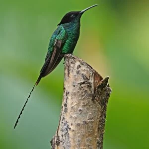 Hummingbirds Collection: Black Billed Streamertail