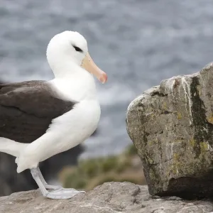 Black-browed Albatross (Thalassarche melanophrys) adult, standing on coastal rock, West Point Island, Falkland Islands