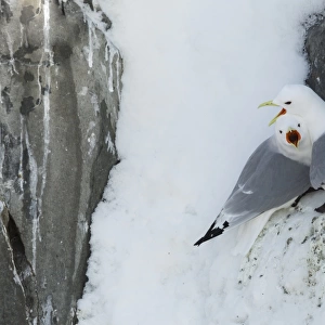 Black-legged Kittiwake (Rissa tridactyla) adult pair, calling, at colony in snow, Hornoi island, Norway, March