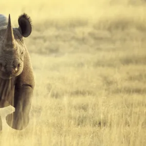 Black Rhinoceros (Diceros bicornis) adult male, charging, Etosha N. P. Namibia