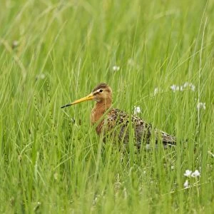 Black-tailed Godwit (Limosa limosa) adult, breeding plumage, standing amongst long grass in meadow, Iceland, June
