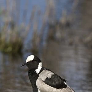 The Blacksmith Lapwing or Blacksmith Plover (Vanellus armatus) occurs commonly from Kenya through central Tanzania to