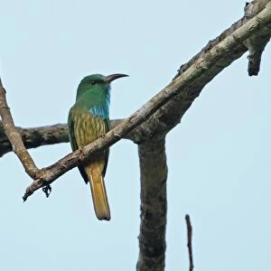 Bee Eaters Collection: Blue Bearded Bee Eater