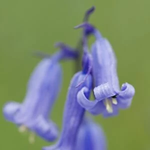 Bluebell (Endymion non-scriptus) close-up of flower, Kent, England, may