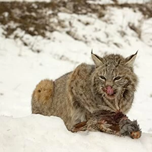 Bobcat (Lynx rufus) adult, feeding on Grey Partridge (Perdix perdix) introduced species, sitting in snow, Montana, U. S. A. january (captive)