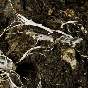 Branching threads of fungus mycelium in organic soil