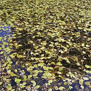 Broad-leaved Pondweed (Potamogeton natans) leaves, floating on surface of pond in valley fen reserve