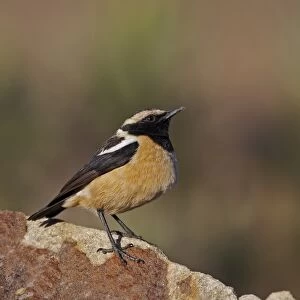 Buff-streaked Chat (Oenanthe bifasciata) adult male, standing on rock, Sani Pass, Drakensberg Mountains
