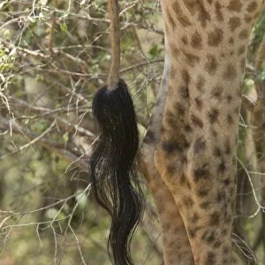 Cape Giraffe (Giraffa camelopardalis giraffa) adult, close-up of tail, Kruger N. P