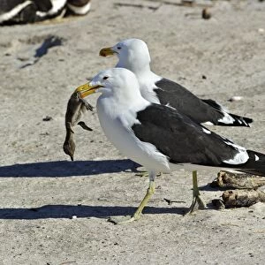 Cape Gull (Larus dominicanus vetula) two adults, feeding on Jackass Penguin (Sphensicus demersus) chick, walking on beach, Simonstown, Western Cape, South Africa