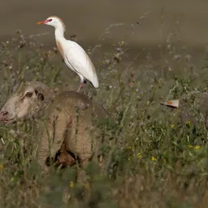 Cattle Egret in courtship colours/ plumage standing on a sheep