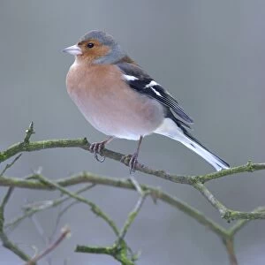Chaffinch (Fringilla coelebs) adult male, perched on twig in snow, Yorkshire, England, december