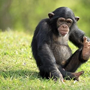 Chimpanzee (Pan troglodytes) young sitting, foot raised