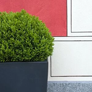 Clipped Box (Buxus sempervirens) bush in container, beside painted wall in garden, Locarno, Ticino, Switzerland