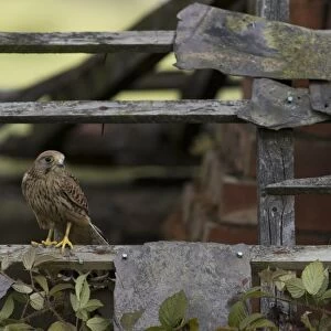 Common Kestrel (Falco tinnunculus) juvenile male, perched on roof of ruined building, England (captive)