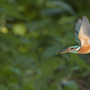 Common Kingfisher (Alcedo atthis) adult female, in flight, with Three-spined Stickleback (Gasterosteus aculeatus) prey in beak, Suffolk, England, may