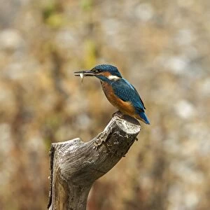 Common Kingfisher with Stickleback - Lackford Lake, Suffolk