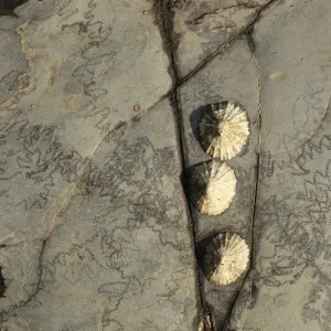 Common Limpet (Patella vulgata) three adults, attached to rock with feeding tracks at low tide, Kimmeridge Bay