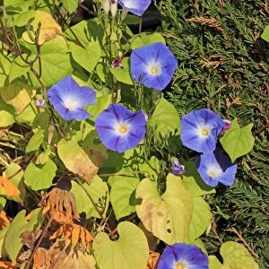 Common Morning Glory (Ipomoea purpurea) flowering, in garden, Ellerstadt, Rhineland-Palatinate, Germany, october