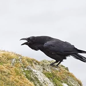 Common Raven (Corvus corax) adult, calling, standing on rocks, Shetland Islands, Scotland, june