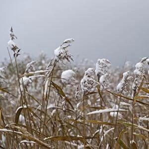 Common Reed (Phragmites australis) snow covered reedbed, Strumpshaw Fen RSPB Reserve, River Yare, The Broads, Norfolk, England, december