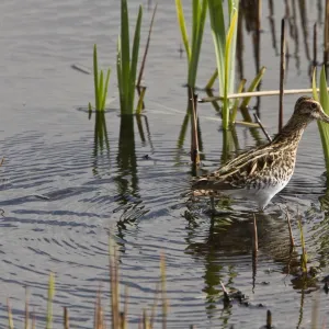 Common Snipe in marshland habitat at RSPB Minsmere, Suffolk