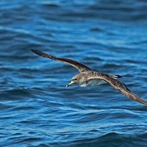 Cory's Shearwater (Calonectris diomedia borealis) adult, in flight over sea, Portugal, october