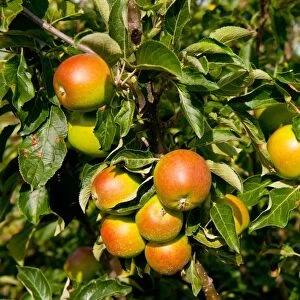Cultivated Apple (Malus domestica) Coxs Orange Pippin, close-up of fruit, growing in orchard, Norfolk, England, august