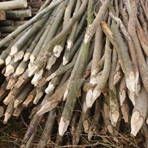 Cut stems made into stakes, in coppice woodland, Ox Close Wood, Wetherby, West Yorkshire, England, March