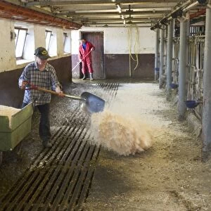 Dairy farmers cleaning and spreading sawdust in milking parlour after morning milking, Tierp, Sweden, july