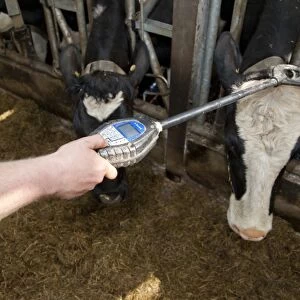 Dairy farming, farmer reading electronic tags on dairy heifers, Scotland, april