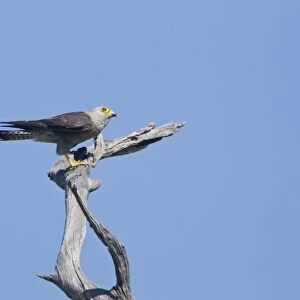 Dickinson's Kestrel (Falco dickinsoni) adult male, perched on branch, Okavango Delta, Botswana
