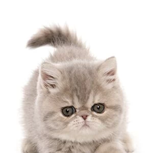 Domestic Cat, Exotic Shorthair, kitten, padding