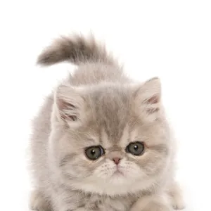 Cats (Domestic) Collection: Exotic Shorthair