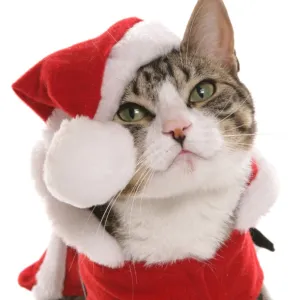 Domestic Cat, Tabby and White, adult, dressed in Christmas costume, close-up of head