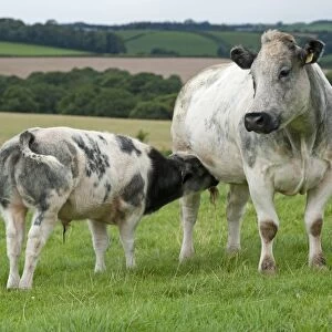 Domestic Cattle, British Blue, cow with calf, suckling, standing in pasture, Devon, England, August