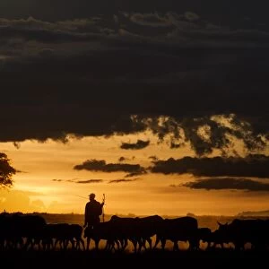 Domestic Cattle, herd, being herded by Masai tribesman, silhouetted at sunset, Masai Mara National Reserve, Kenya