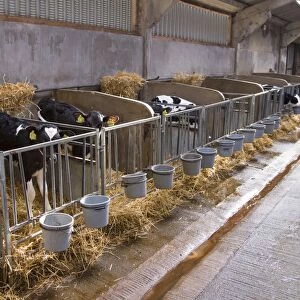 Domestic Cattle, Holstein dairy calves, standing in pens inside barn, Feizor, North Yorkshire, England, October