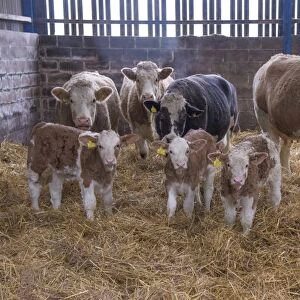 Domestic Cattle, Simmental cows and calves, standing in straw yard, Yorkshire, England, December