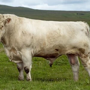 Domestic Cattle, Whitebred Shorthorn bull, standing in upland pasture, England, july