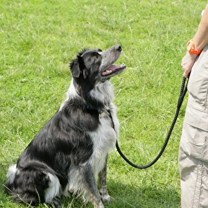 Domestic Dog, Border Collie, adult, sitting and looking at tennis ball held by owner, England, july