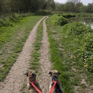 Domestic Dog, Border Terrier, two adults, on twin lead, being walked by owner on path beside river, England, april