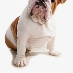 Domestic Dog, Bulldog, adult, sitting