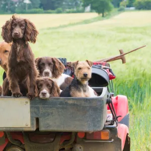 Domestic Dog, English Springer Spaniel, Labrador Retriever and terrier, adults