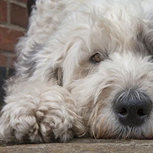 Domestic Dog, Old English Sheepdog, young female, close-up of head, resting in garden, England, september