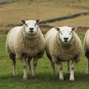 Domestic Sheep, Beltex and Texel rams, three standing in field, England