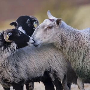 Domestic Sheep, Blue-faced Leicester ram, smelling Swaledale ewe, prior to mating, Dinkling Green Farm, Whitewell